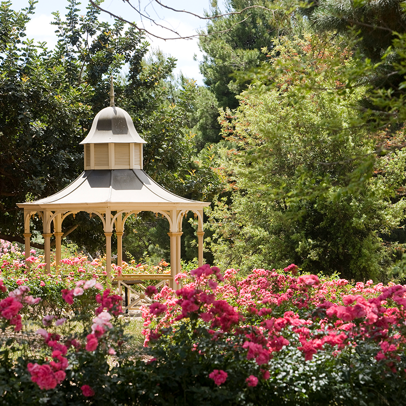 barossa-chateau-spring-high-tea-new-season-roses